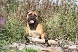 BULLMASTIFF 027